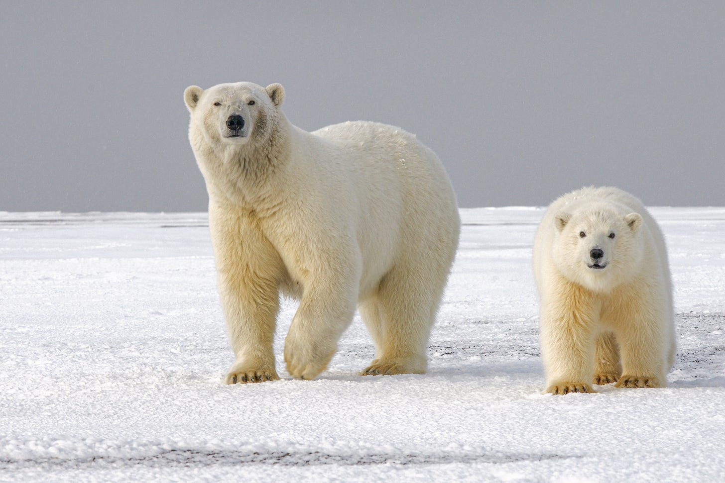 Two polar bears on the arctic ice.