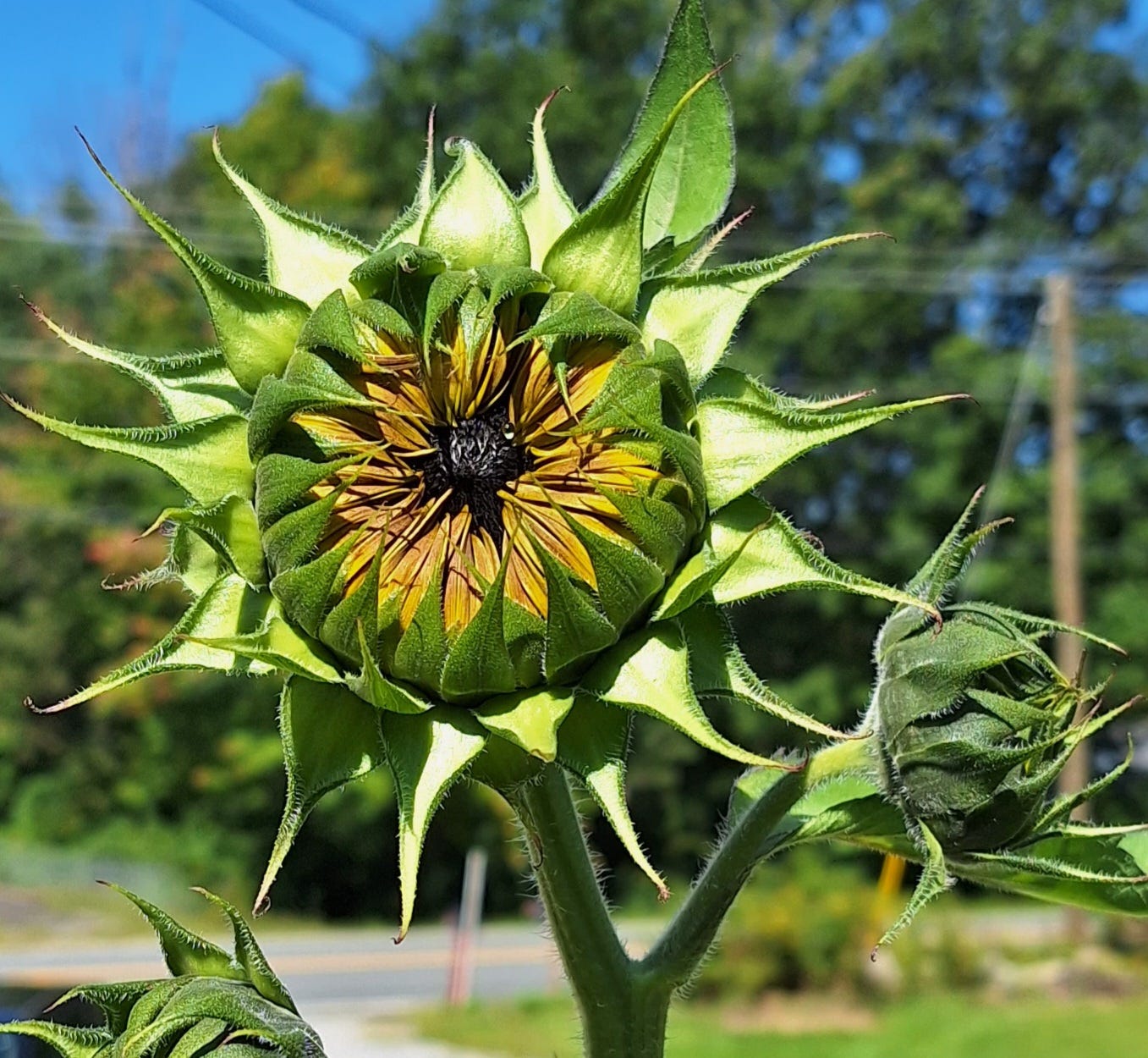 A sunflower in my yard about to bloom.