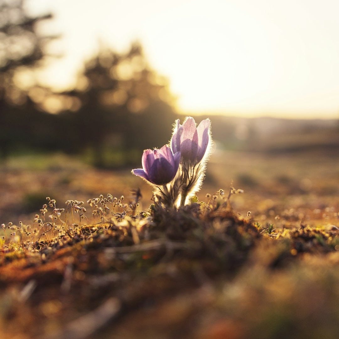 shallow focus photography of purple flowers