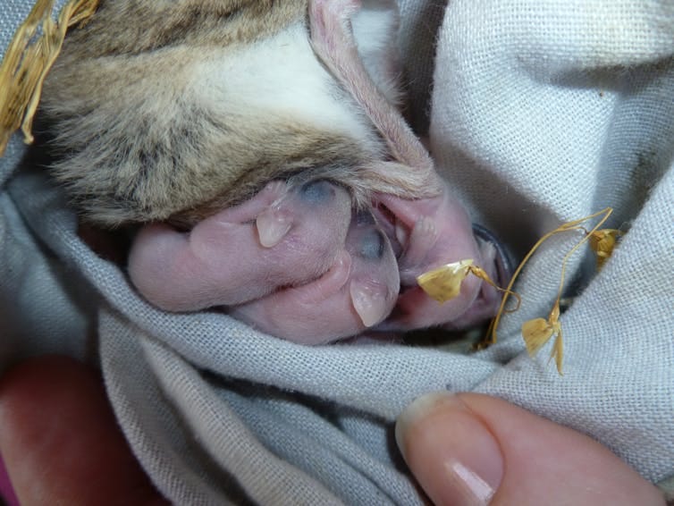 Baby kultarrs with hairless, pink skin feeding on their mother's nipples. Baby kultarrs with hairless, pink skin feeding on their mother's nipples.