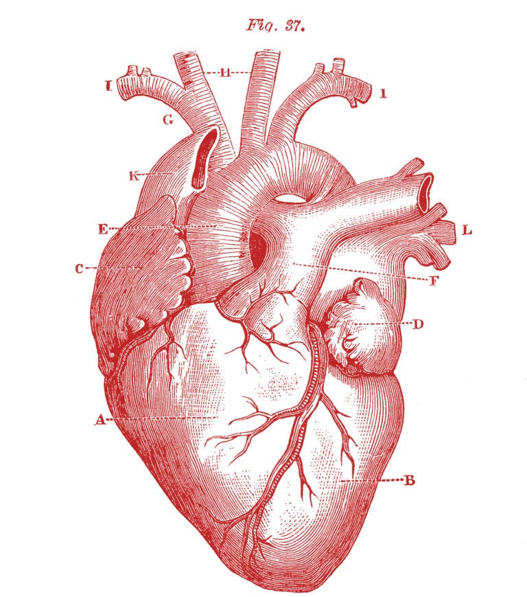 An old-fashioned line drawing of an anatomical heart