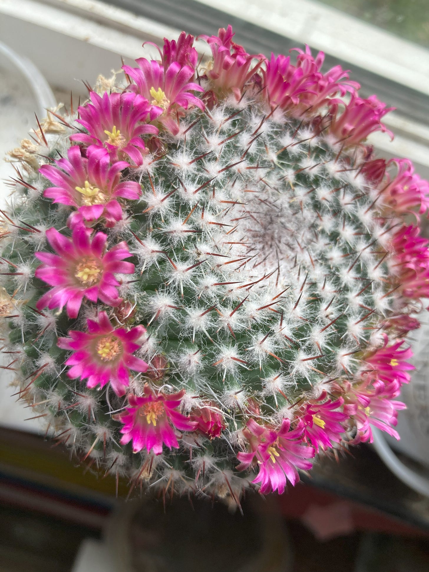 pink flowering cactus seen from above pink flowering cactus seen from above