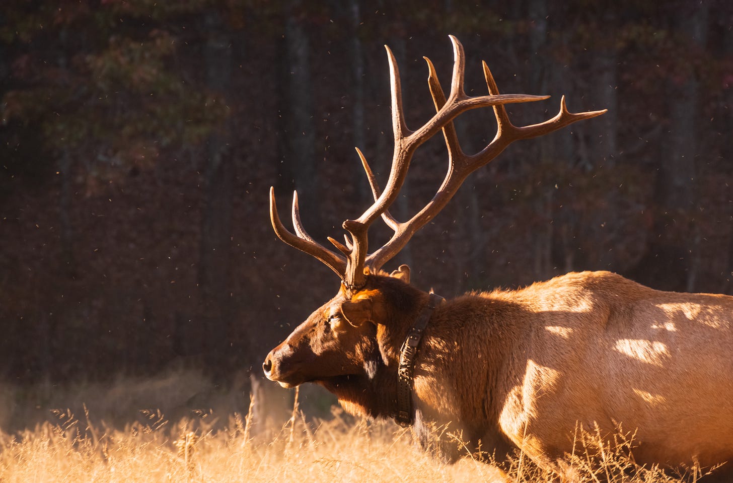 Great Smoky Mountains Elk