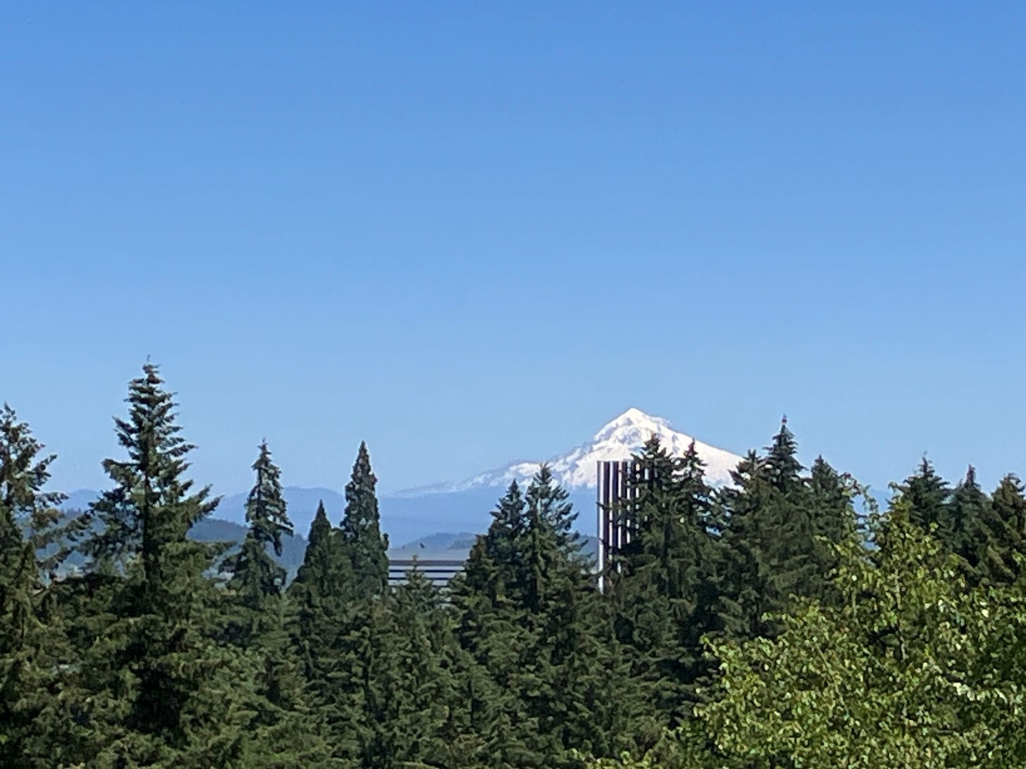 View of Mt Hood over the trees and Portland from International Rose Garden
