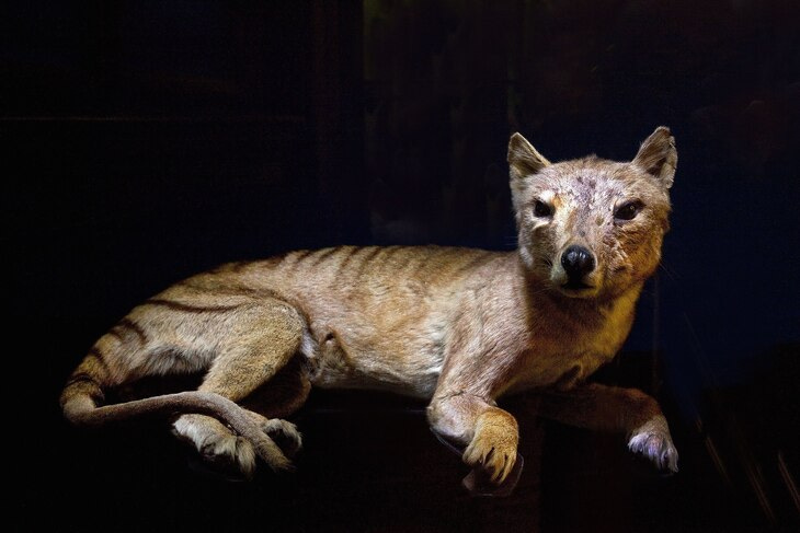 A stuffed Thylacine A stuffed Thylacine
