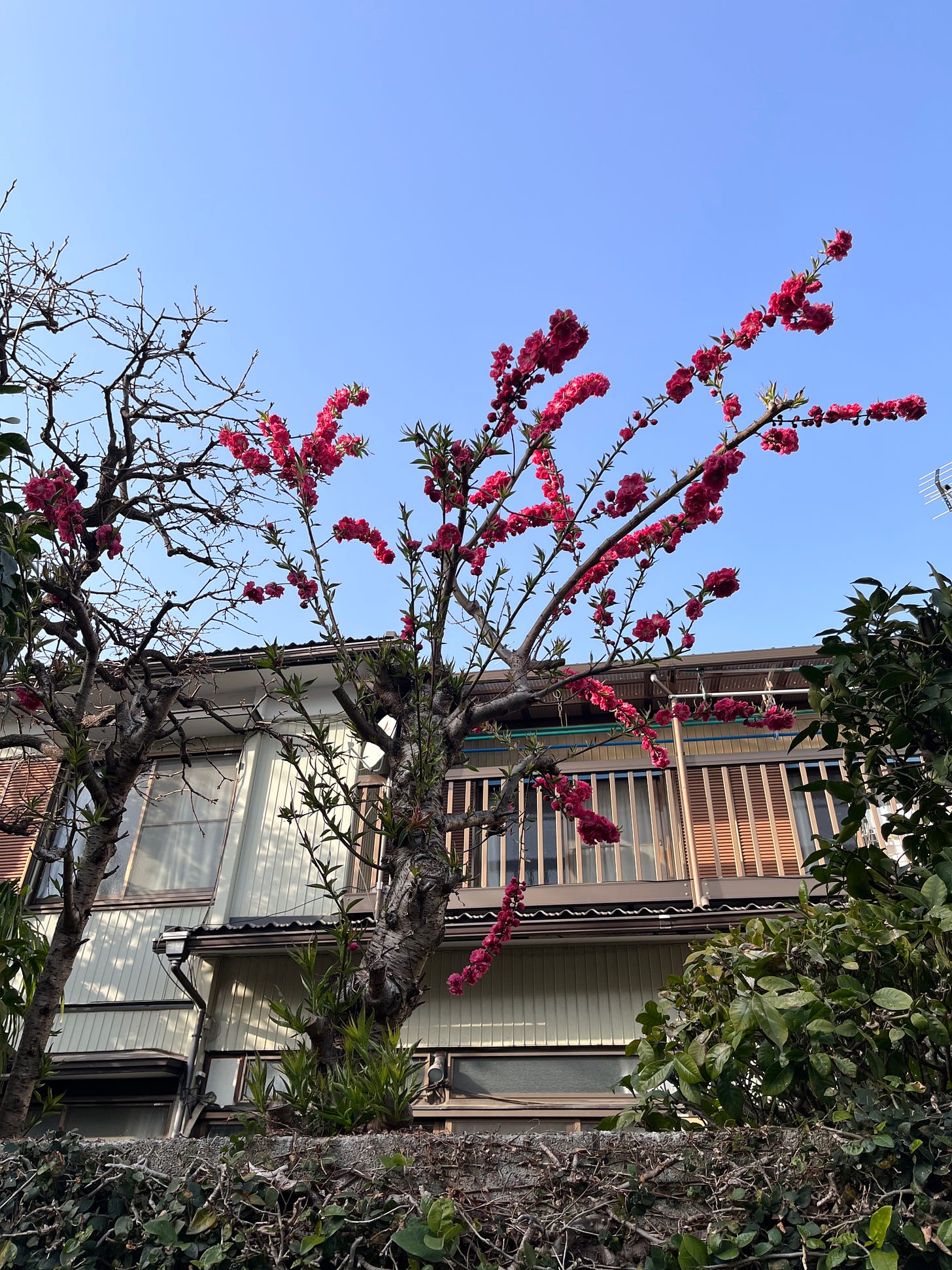 bright pink blossoms in front of an apartment