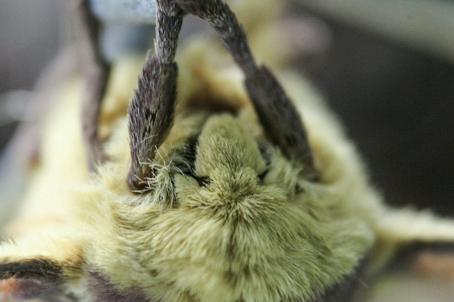 Imperial Moth Face