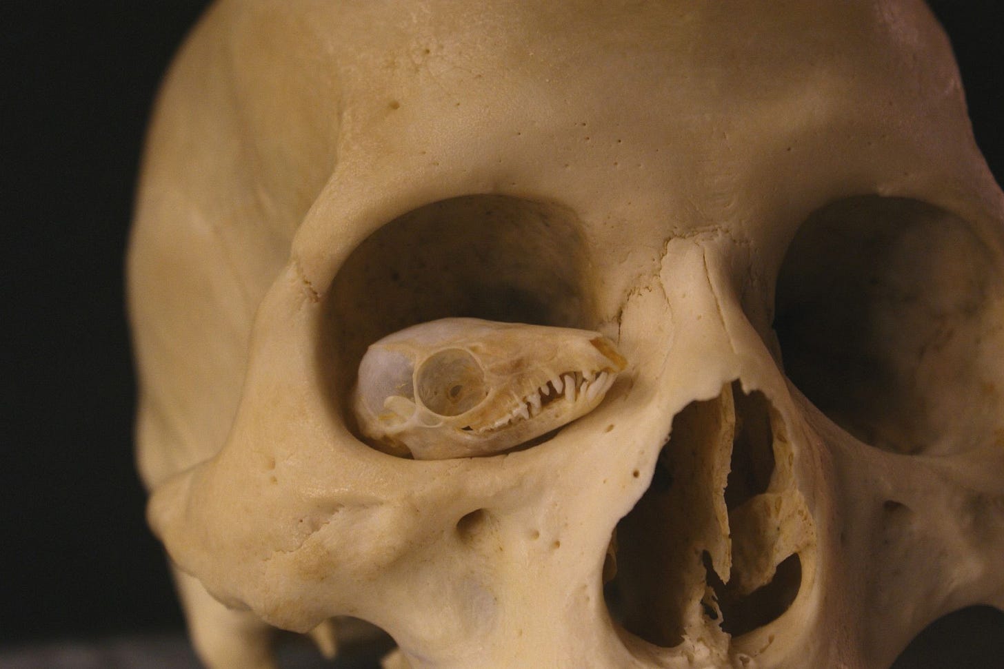 Skull of a tree shrew in the eye orbit of a human skull