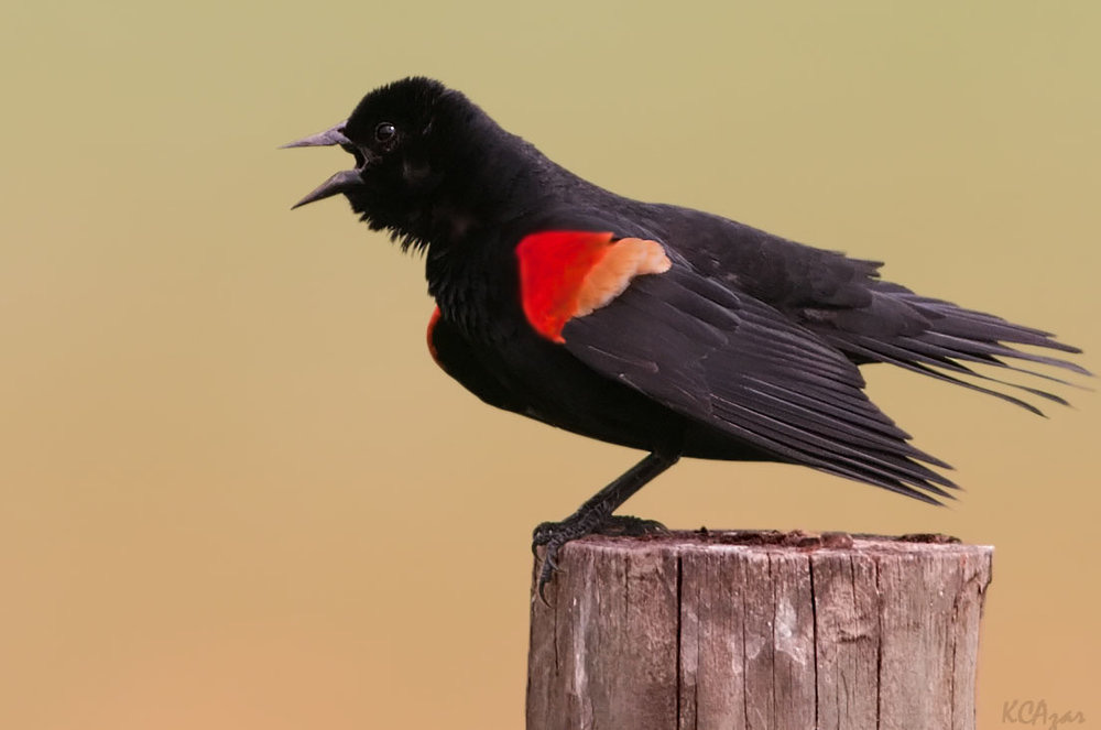 A male red-winged blackbird sings his heart out. Photo by Kelly Colgan Azar