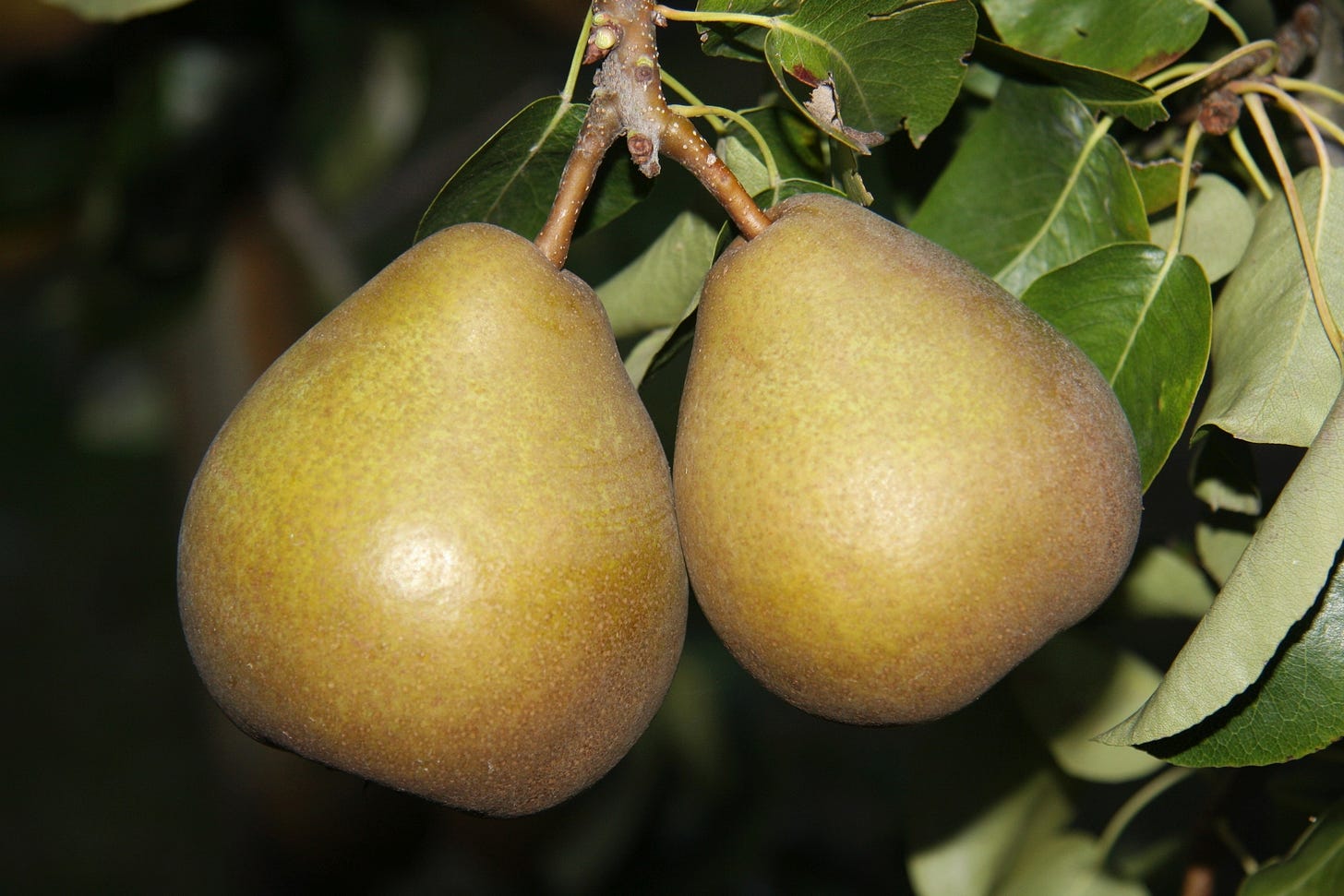 two pears hanging in a tree