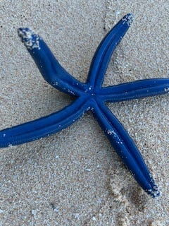 Starfish on sand