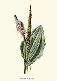 Broadleaf Plantain Stock Illustrations ...