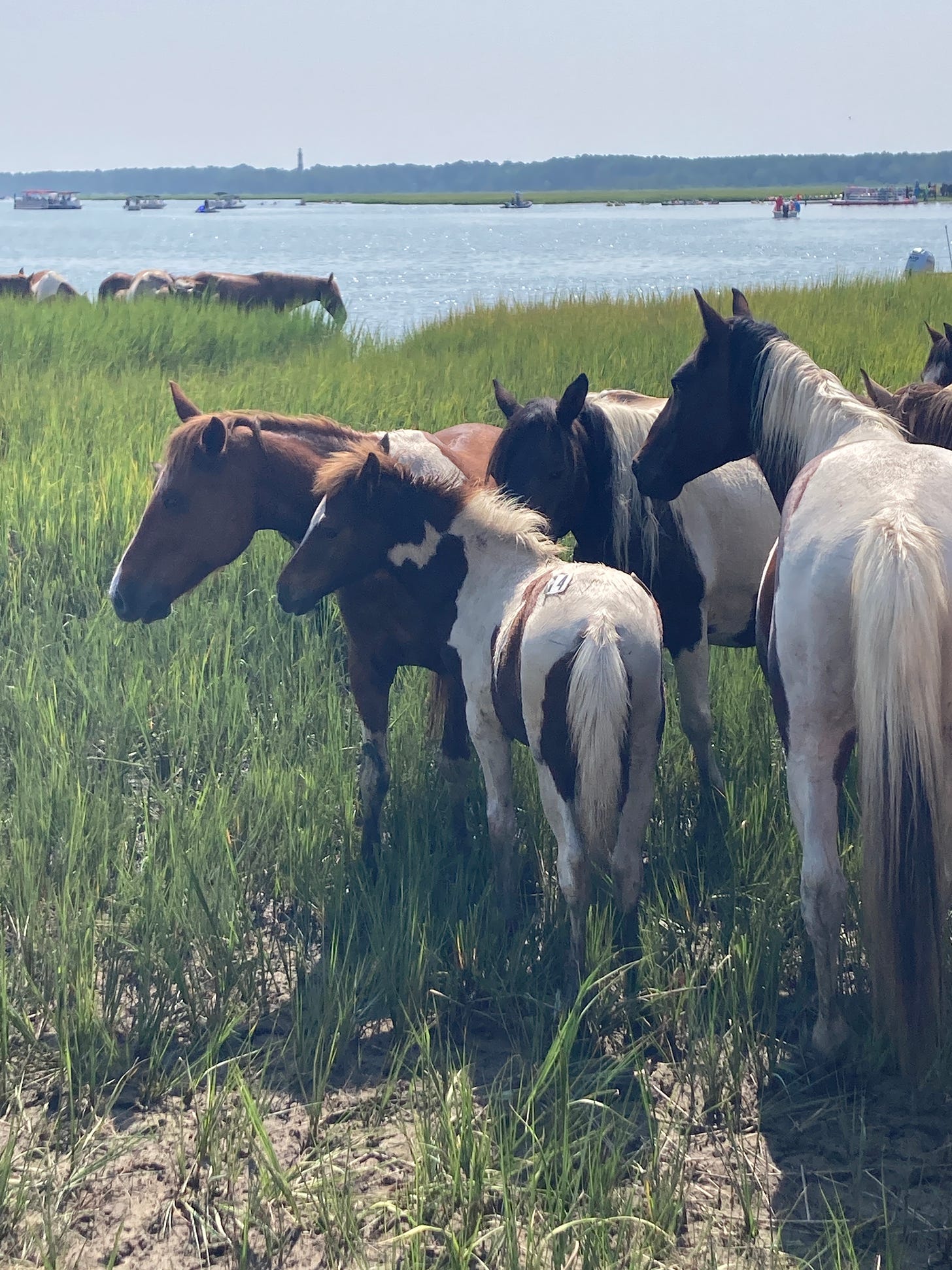 A herd of ponies in a marsh, with water in the background. The foal in front center has a white tail and large white markings. He also has a numbered sticker on his rump. 