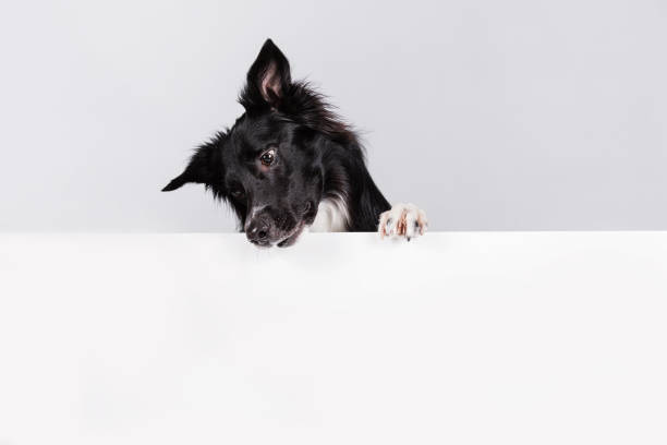 3,800+ Dog Peeking Stock Photos, Pictures & Royalty-Free Images - iStock | Dog  peeking side, Dog peeking out, Dog peeking up