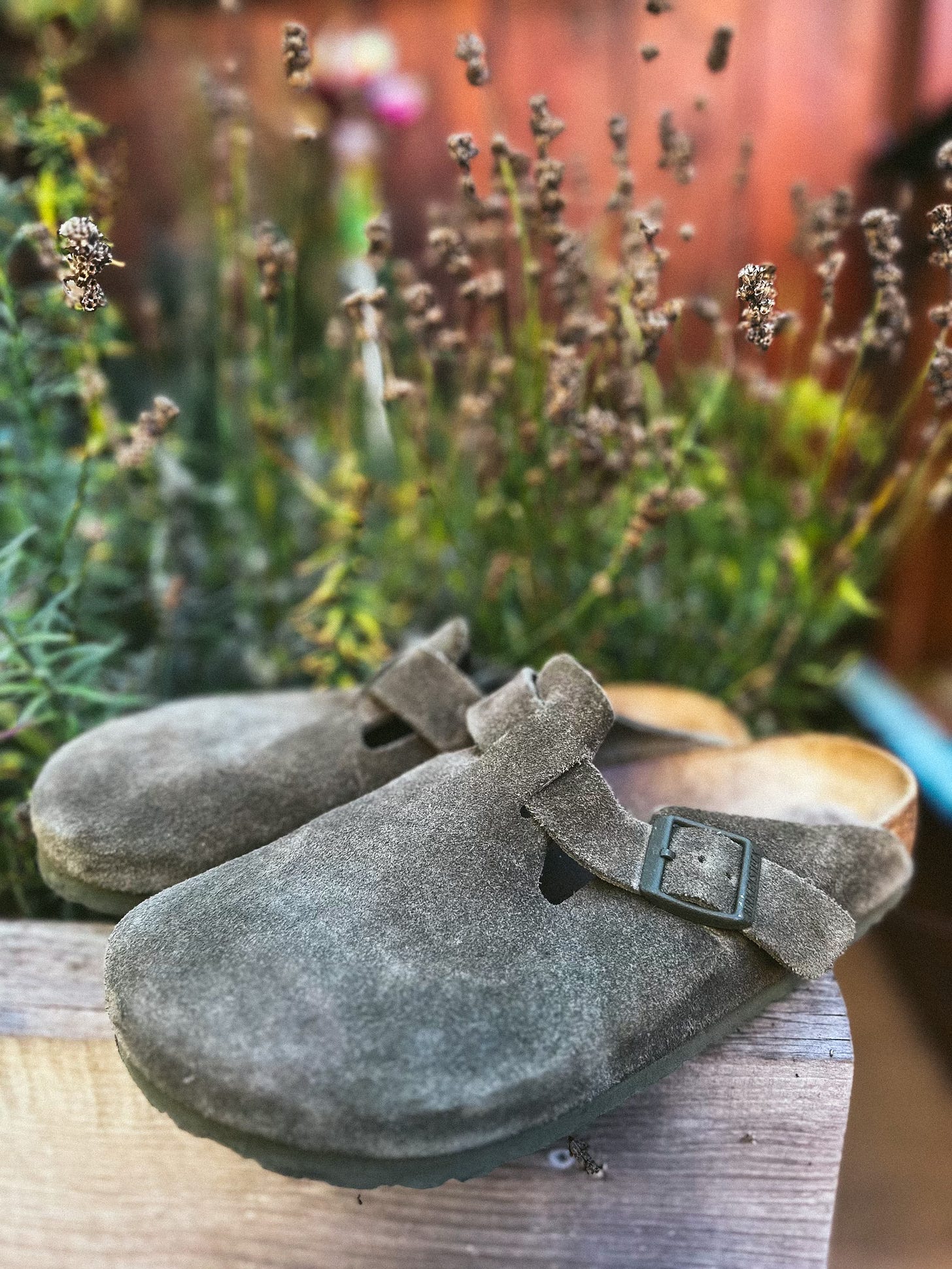 A pair of Birkenstock Bostons in thyme suede in front of lavender