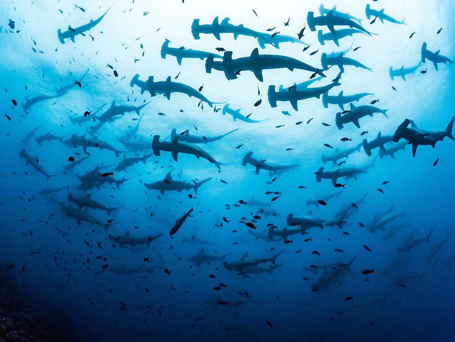 A massive school of Hammerhead Sharks moving as a pack. : r/TheDepthsBelow