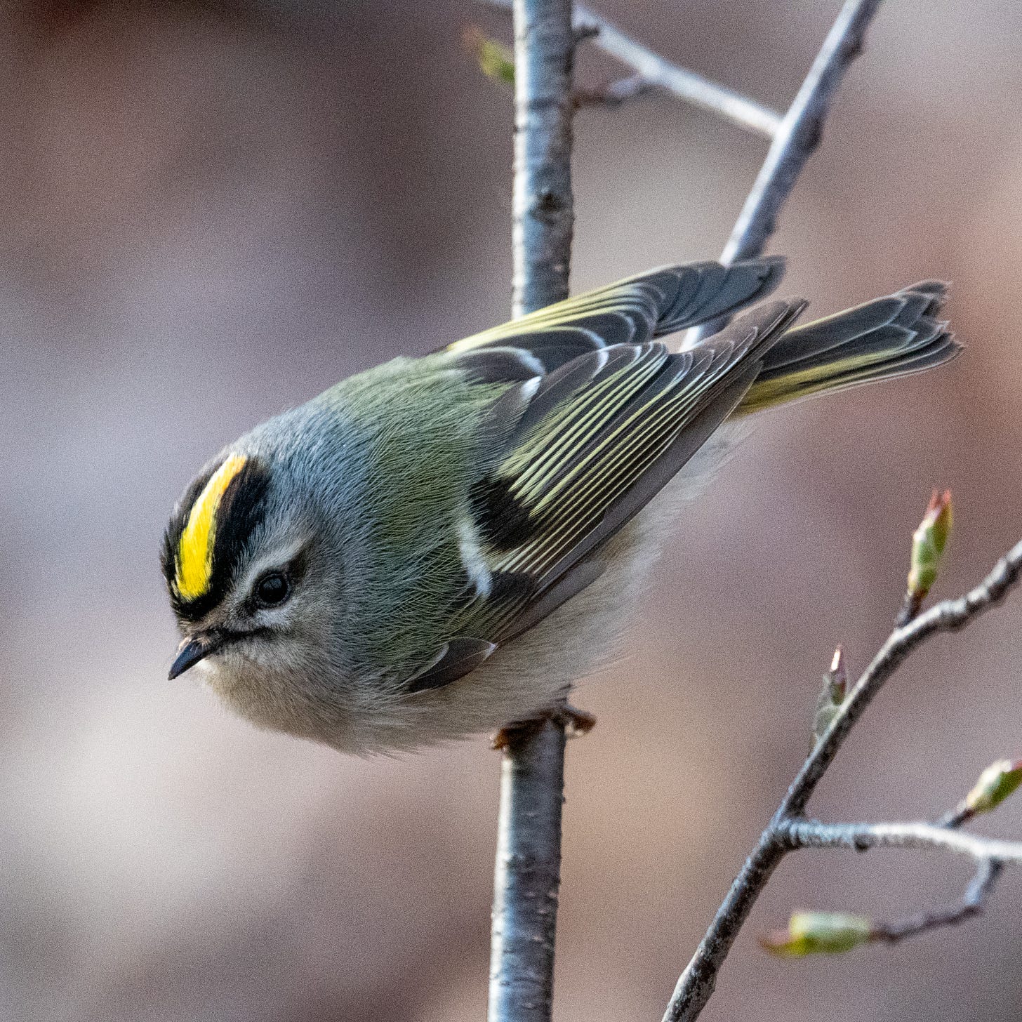 Close-up of a golden-crowned kinglet, eyeing the camera, its bright yellow crown salient