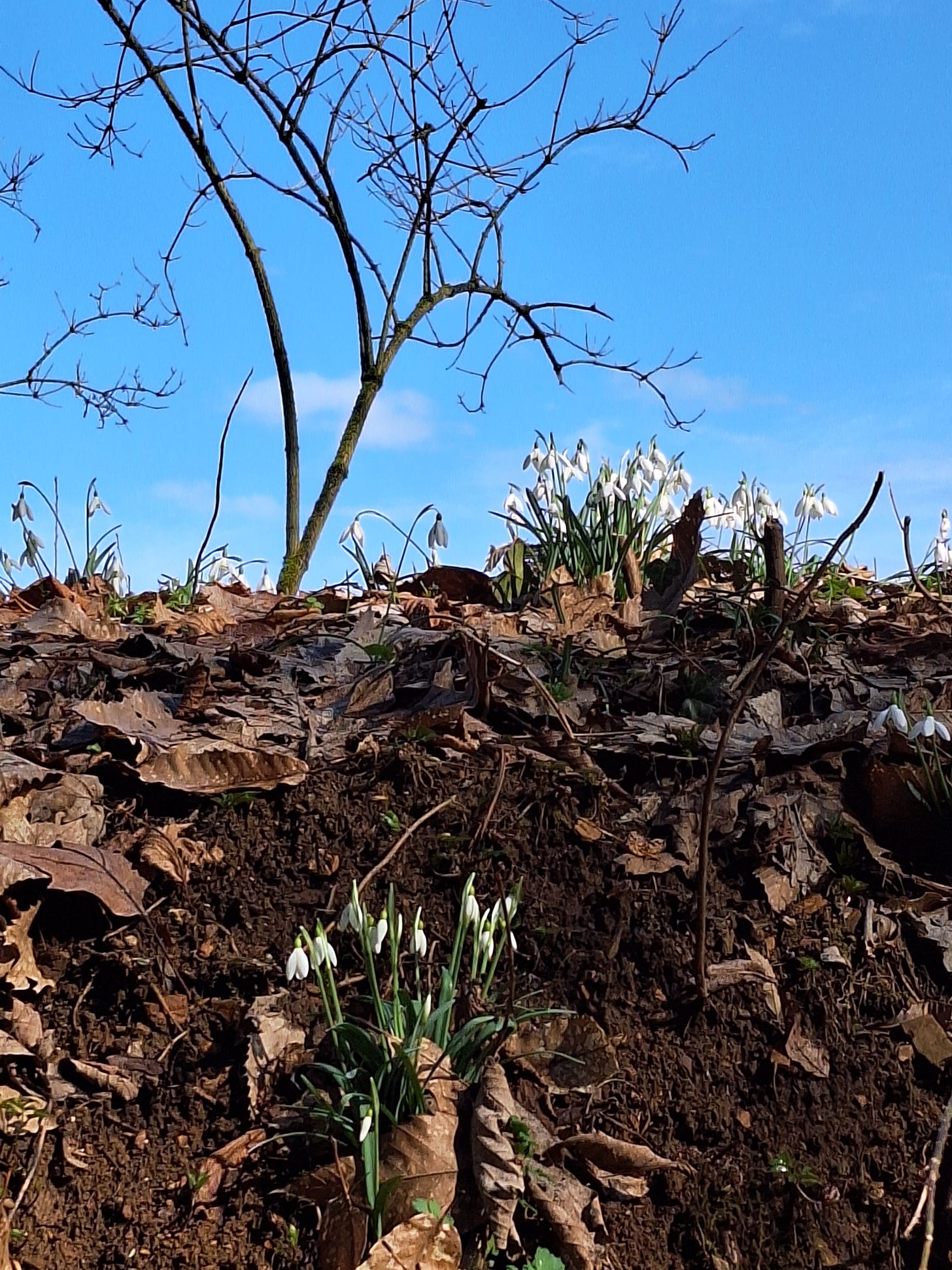 Snowdrops blooming on a earthy bank with brown winter leaves.  A blue sky and bare winter tree in the background.