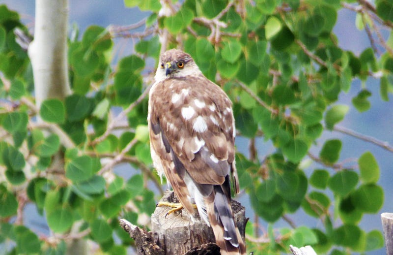 Cooper's hawk on fencepost, facing away but head is turned back this way with sharp, hungry eye. Framed by aspen leaves.