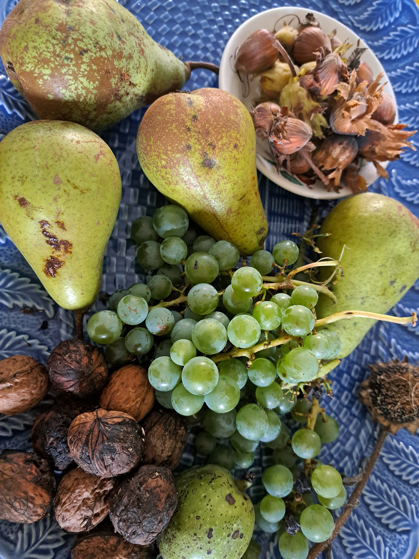 Hedgerow bounty. Wild cobnuts, walnuts, grapes, pears and a sunflower head for seeds.