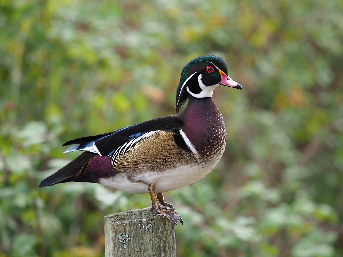 Wood duck male standing on a post