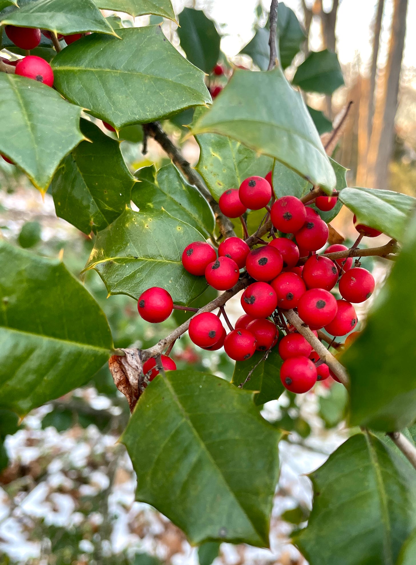 For several years I thought that we had an English Holly (Ilex aquifolium) at Havenwood. But after a UK garden friend visit last year and mentioned that it did not seem the right color, I realized my mistake. American Holly (Ilex opaca) is very close but a bit more dull, and its leaves are a bit more rounded in overall shape. It is reseeding around the Woodland, and I am beginning to use these baby shrubs to fill in for the Buxus which is not doing as well. 