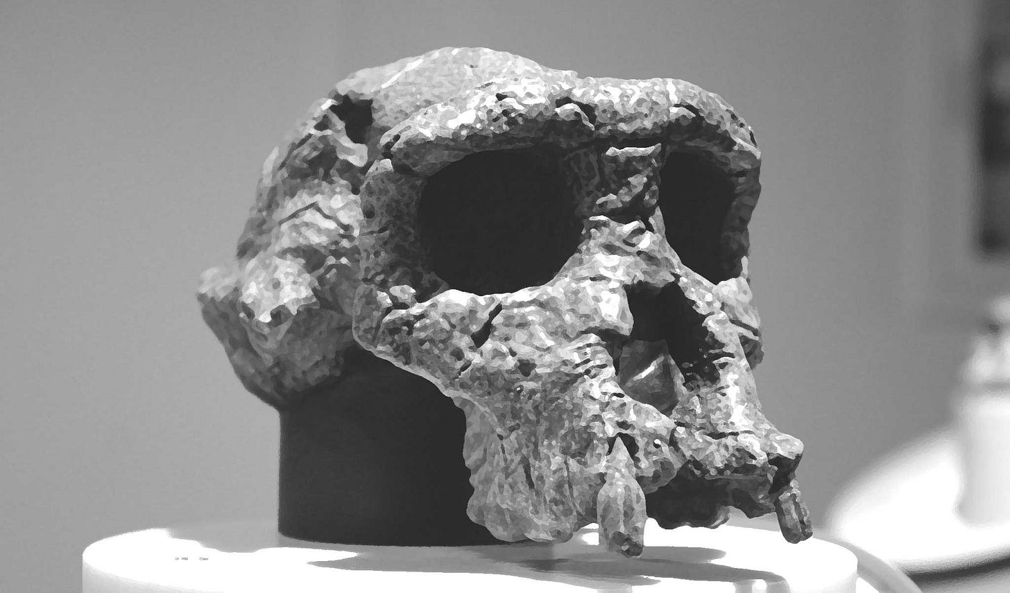 Skull of Sahelanthropus tchadensis