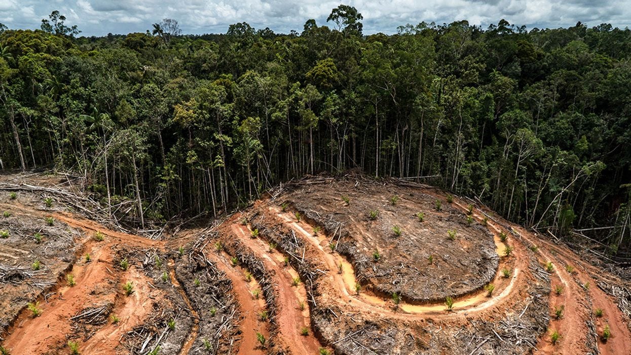 Indonésie : comment en finir avec la déforestation ? - Asialyst