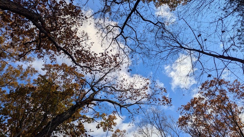 Another view up into trees with leaves and bare branches and a few clouds