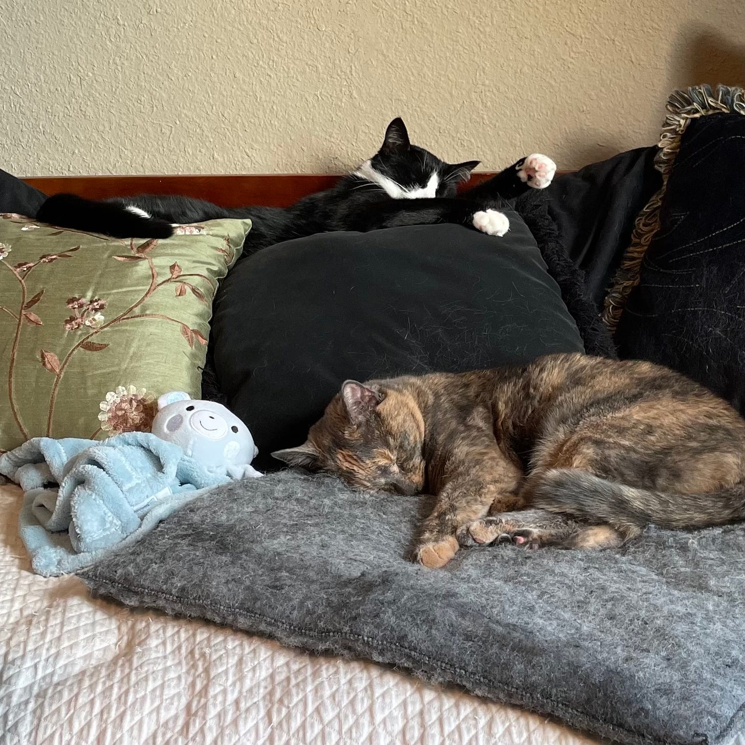 A dilute tortoiseshell cat is neatly curled up on a grey sleeping pad on a couch. Behind her, her tuxedo brother is sprawled across several pillows.