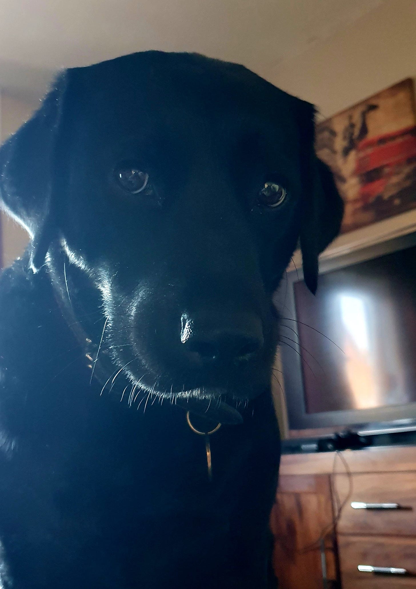 A black Labrador stares intently