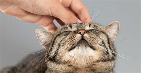 Petting a cat or dog as little as 10 minutes reduces stress, study ...