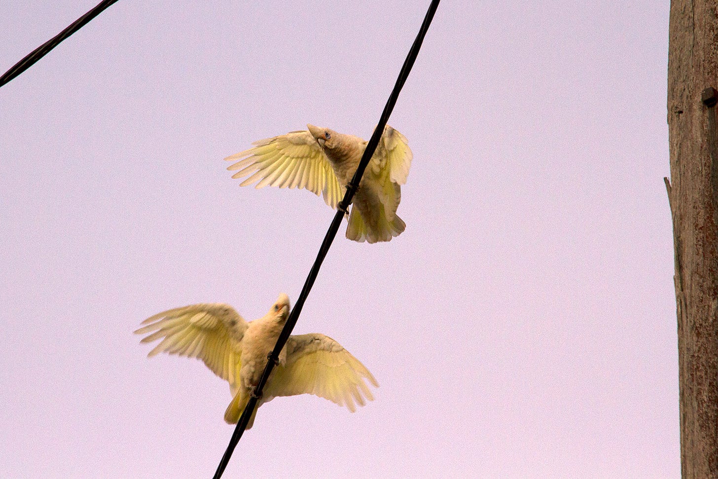 Corellas balancing on an electric wire at sunset.