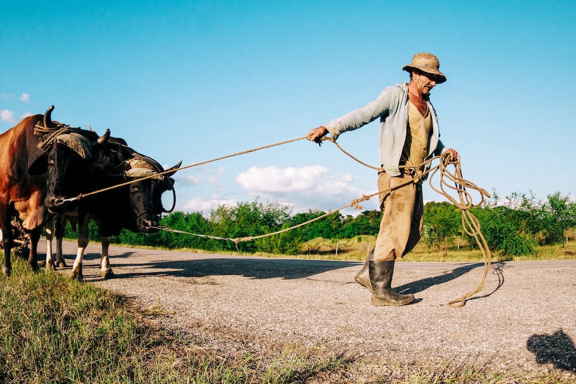 Free Side view of male rancher pulling cows on rope while walking on road near grassy terrain against cloudy sky in sunny day Stock Photo