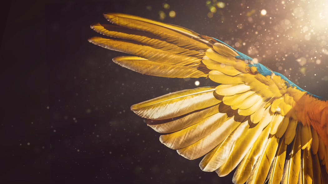 A golden wing shimmers against the dark. One feather is missing.