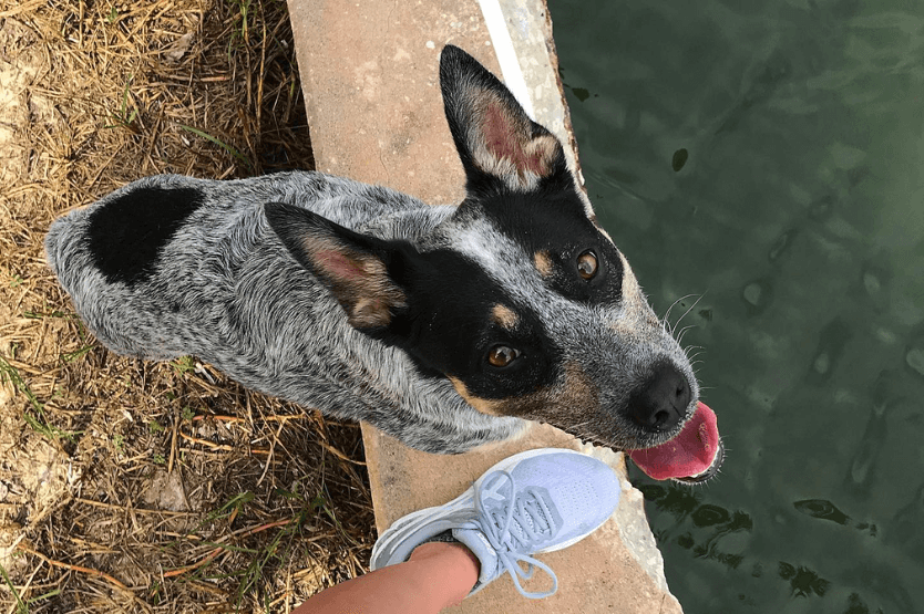 Scout the blue heeler stands next to her owner's legs looking at the camera. The photo is taken from her owner's point of view looking down