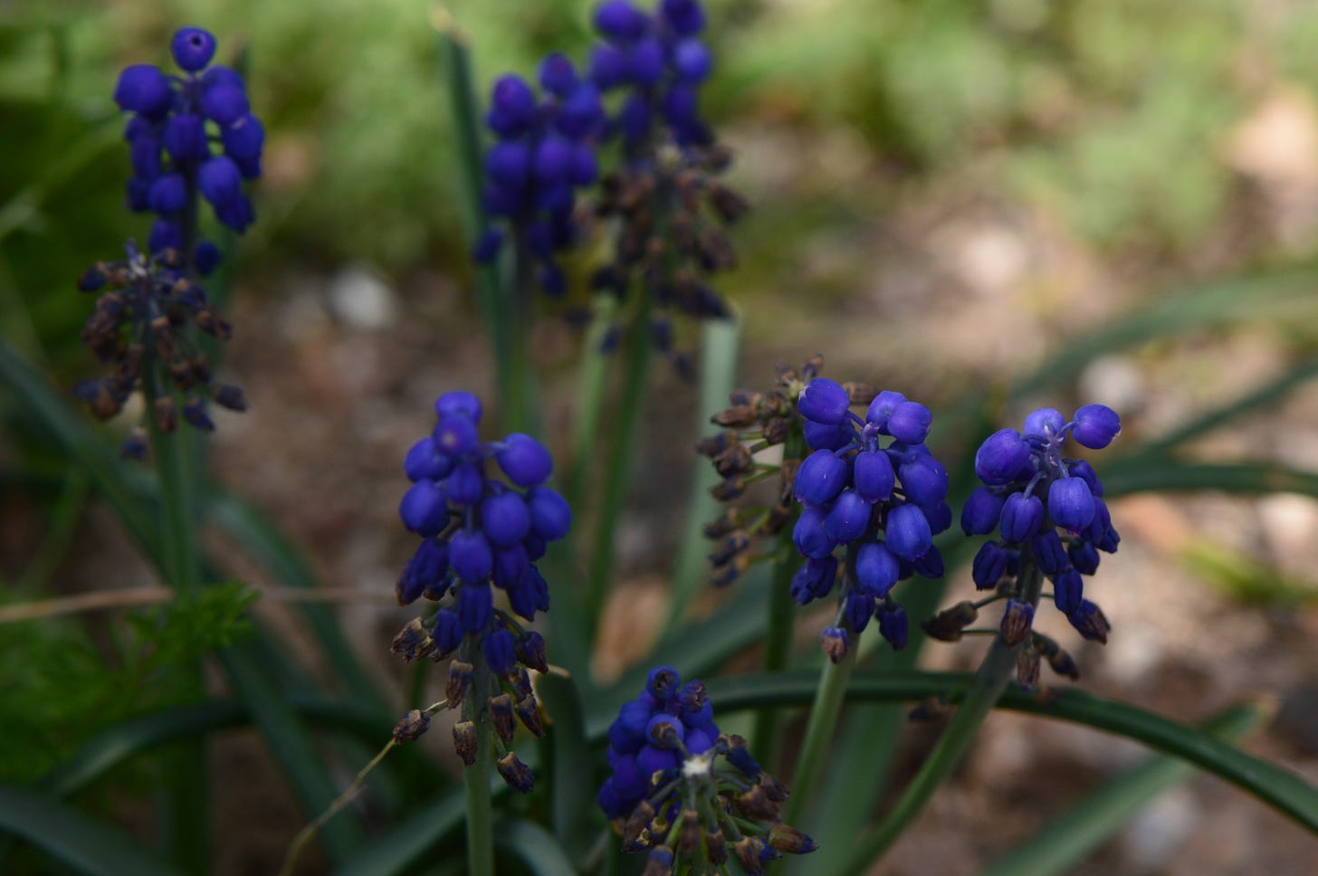 round, bulbous florets of blue grape hyacinths going to seed