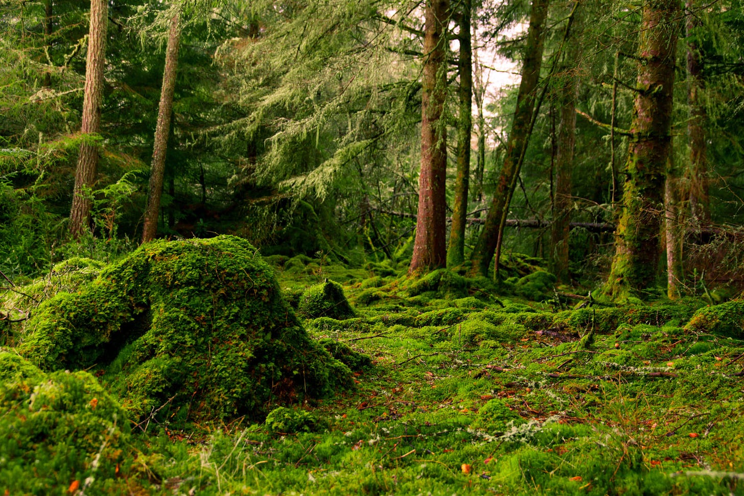 Eilean Shona woodland