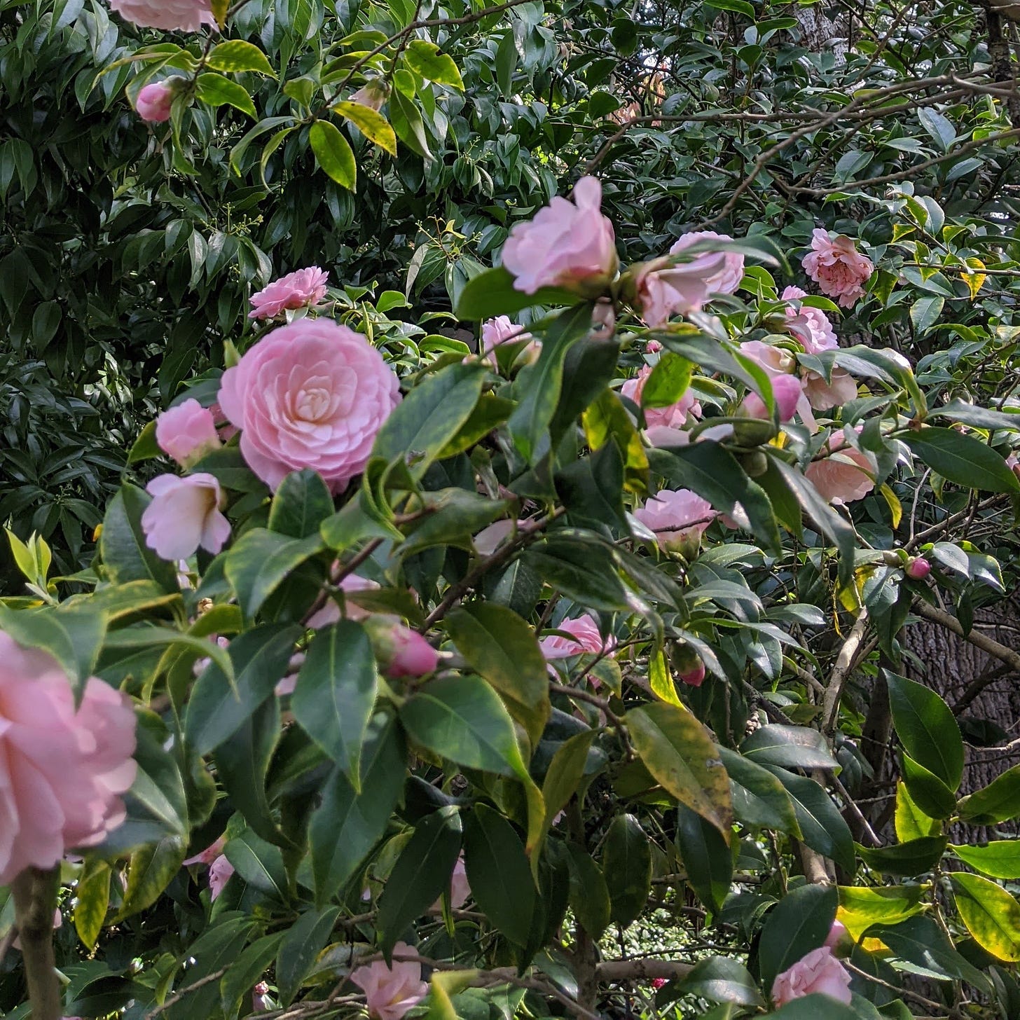 pink camelia blossoming in a green leafy bush