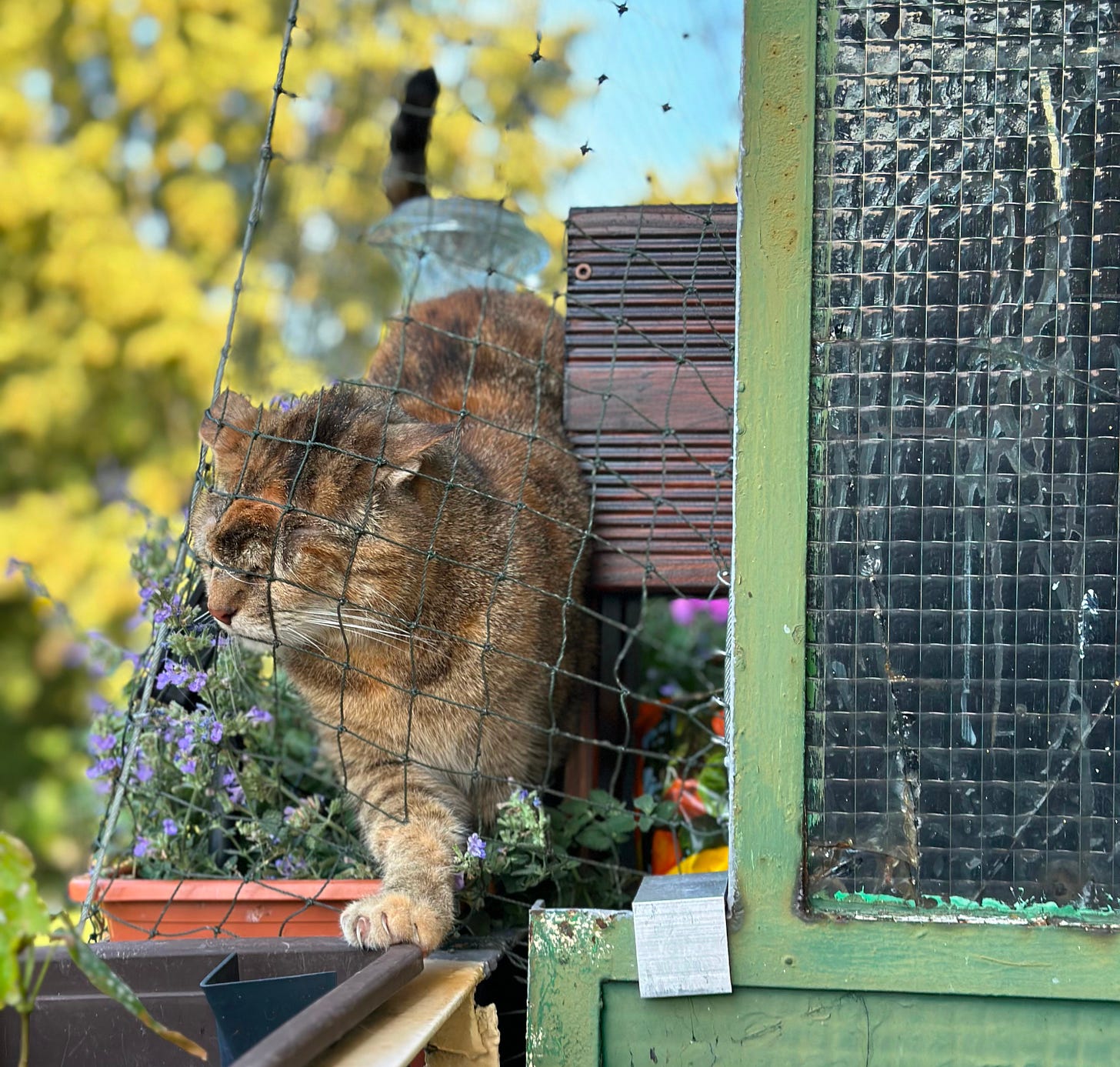 eine braun getigerte Katze streckt ihr Vorderbein durch das Katzennetz am Balkon und drückt ihren Kopf dagegen. Im Hintergrund Bäume.