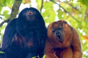 Black and gold howler monkeys (Alouatta caraya) - photo by Dr Jacob Dunn, Anglia Ruskin University