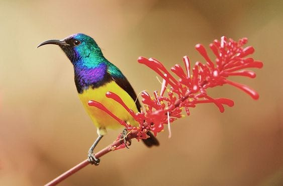 Variable Sunbird