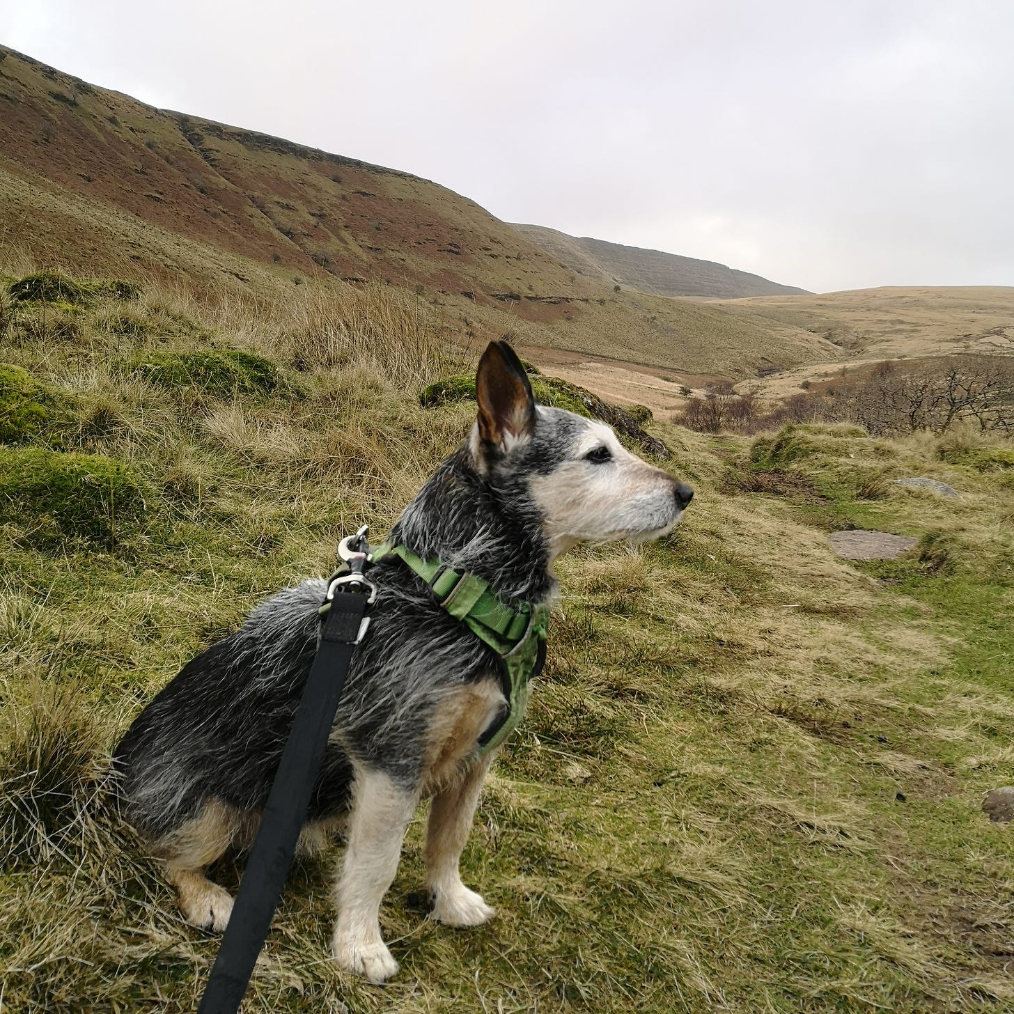 Jack the cruffy black and tan terrier sits on the mountainsidegazing off mysteriously into the distance.