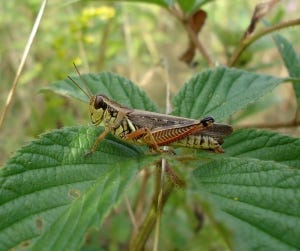 grasshopper