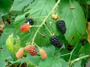 Rubus spp