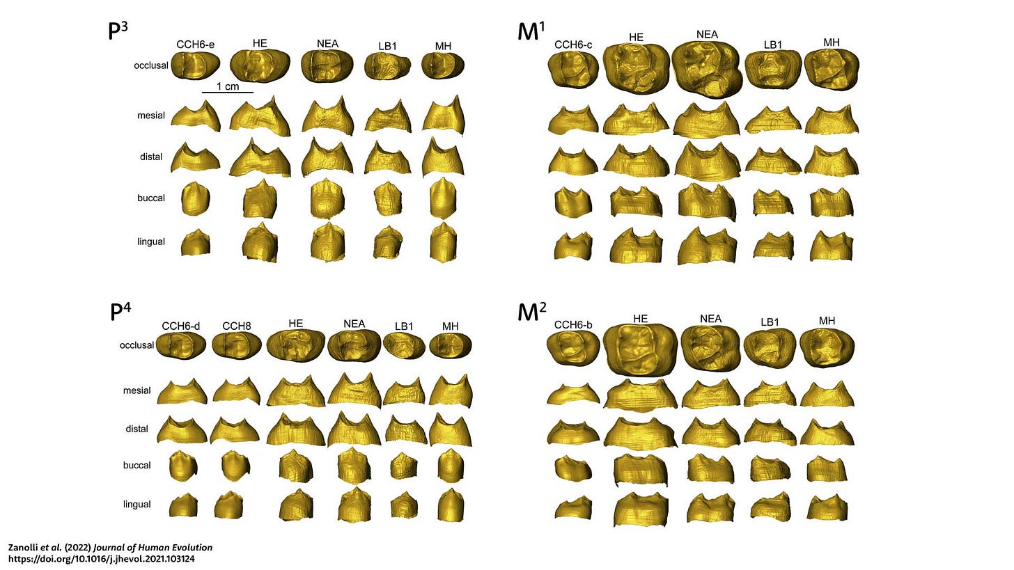 An array of images of the enamel-dentin junction for five or six teeth in four tooth classes. An array of images of the enamel-dentin junction for five or six teeth in four tooth classes.