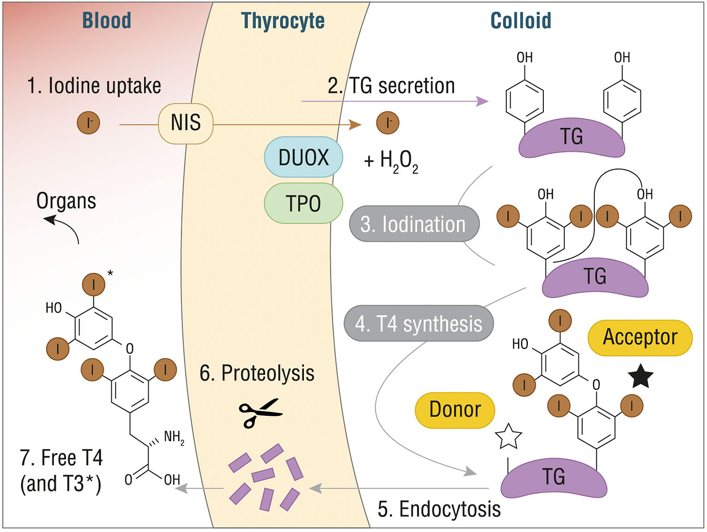 Thyroid hormones synthesis - Credits : https://doi.org/10.3389/fendo.2021.662582