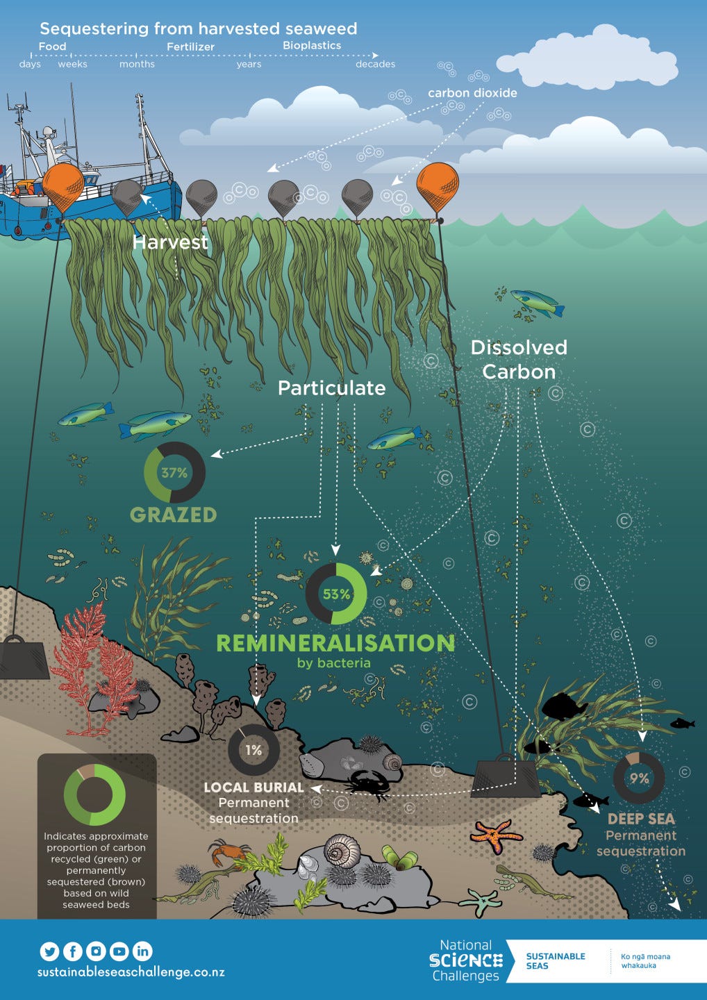Carbon cycle within a seaweed farm - Sustainable Seas National Science  Challenge
