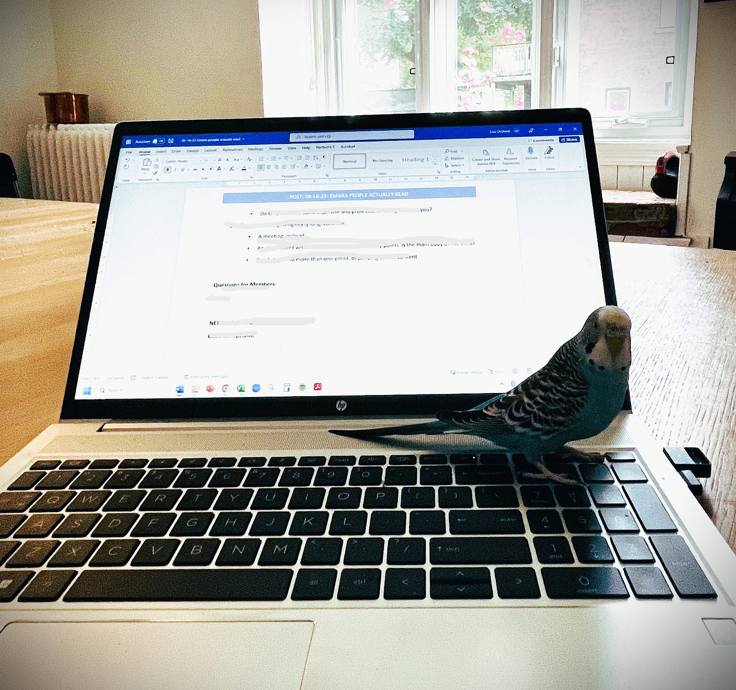 Percy the budgie/assistant editor