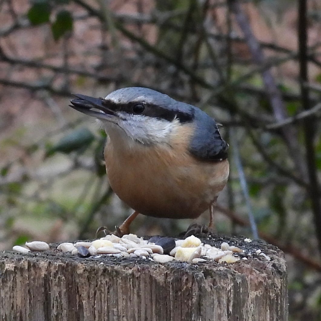 Description: Nuthatch standing on a fence post that has bird food on top. The bird’s body is facing the camera, its head is facing to the left of the frame and it has a black sunflower seed in its bill. The background is a tangle of twigs.  The Eurasian Nuthatch is a slender bird with blue-grey plumage above and orange underparts. It has a black eystripe, white cheeks and a sharp black bill.